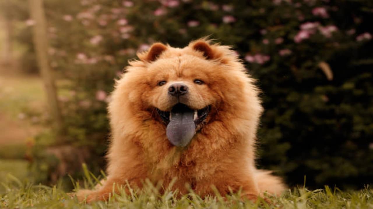 ¿Cuál es el perro mas caro del mundo? ¿Cuál es el perro mas caro del mundo?